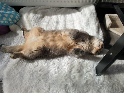 Kastrierter Kater 4 Jahre alt