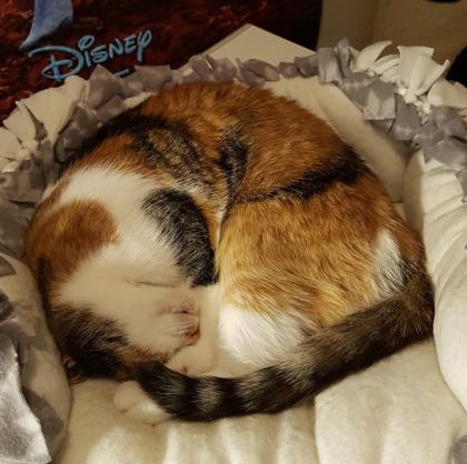 Katze Lucy sucht einen Alterssitz
