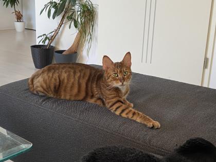 Süße Toyger Kätzchen mit Stammbaum