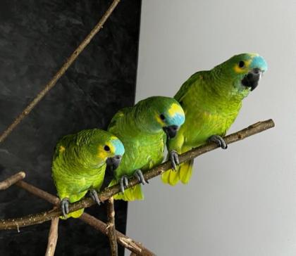 Amazonen Jungtiere 2022