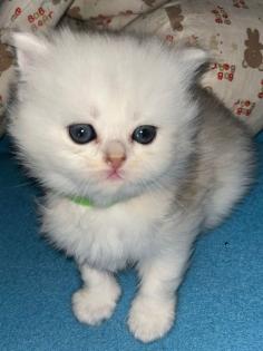 BLH Kitten ab der 12 Woche