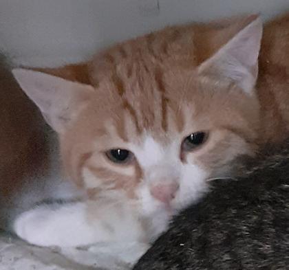 Freddy und Barney suchen dringend ein Zuhause aus dem Tierschutz / gechipt geimpft kastriert