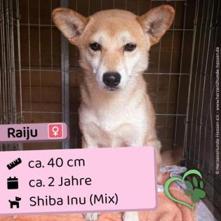 Raiju - lieb freundlich