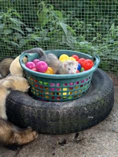 Frettchen Frettchen Welpen