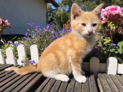 Süße sehr zahme Kitten ein seltenes orangenes Kätzchen