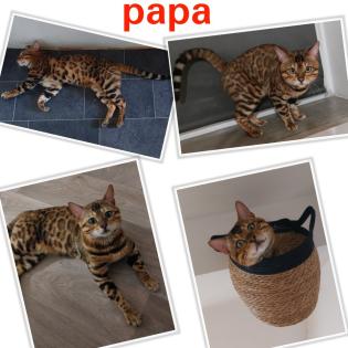 Bengal katze Baby Katzen