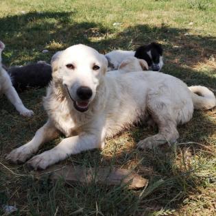 Max sucht ein Zuhause