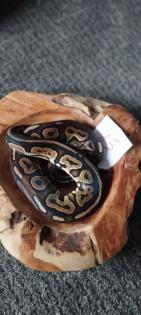 Mehrere Königspythons Regius abzugeben in Soest/Nrw