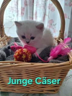 Bkh kitten mit blau augen