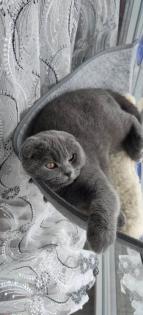 Bkh Scottish fold Katze