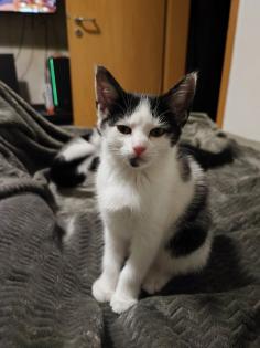 Ekh Babykatzen Kitten