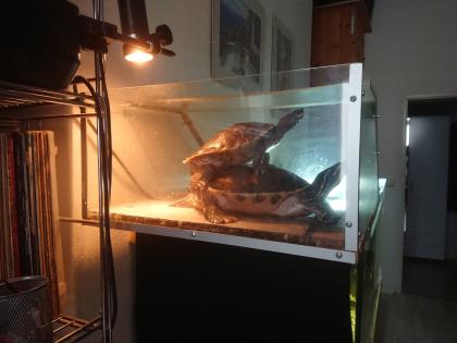 Wasserschildkröten Gelbwangen-Schmuckschildkröte und Falsche Landkarten-Höckerschildkröte
