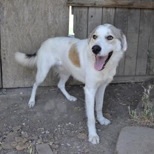 Balu sucht ein Zuhause