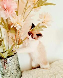 Birma Ragdoll Kitten