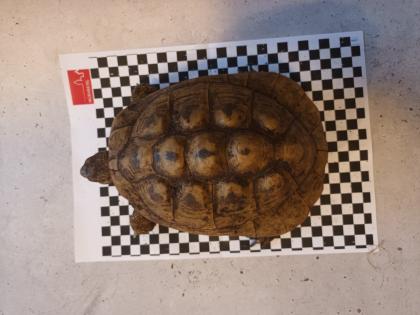 Griechische Landschildkröten abzugeben