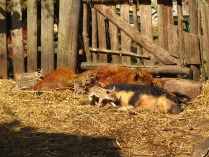 Wollschwein Sauen und Ferkel ROT / Ferkel 5 Stück und 2 Sauen mit je 2 1/2 Jahre
