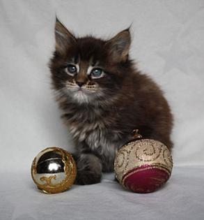 Maine Coon Babys verschmuste kleine Babys suchen liebevolles zu Hause