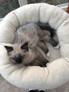 Heilige Birma/Ragdoll Kater