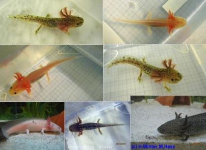 Axolotl erstklassige Tiere 10 cm