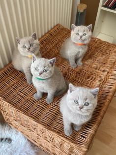 BKH Kitten Kater lilac m