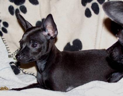 2 Zwergpinscherwelpen Zwergpinscher Welpen