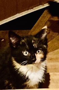 Kleine Kitten zum Liebhaben - gerne mit Garten