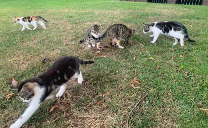 Kitten Katzenbabys Hofkatzen