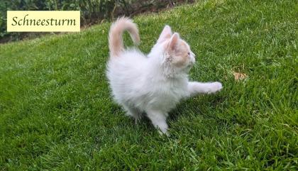 2 süße junge norwegische Waldkatzen Mix Kater suchen ein nettes Zuhause 12 Wochen alt