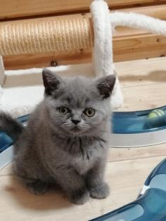 BKH-Kitten lilac-point und blau