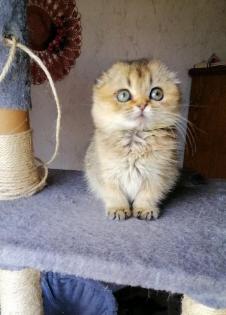 Schottische Faltohrkitten weibchen