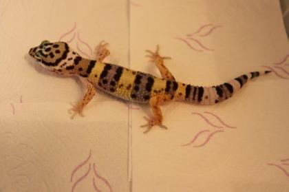 Leopardgecko Nachzucht 2022 mehrere Jungtiere zur Auswahl