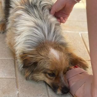 Nikki / Status sucht ein Zuhause