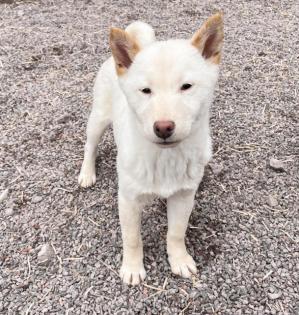 Yui - Shiba Inu-Mischling - lieb verspielt