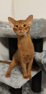 Charmanter reinrassiger 12 Monate alter Abessinier Kater mit Papiere
