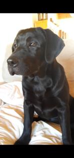 Wunderschöne Labrador Welpen Hündin