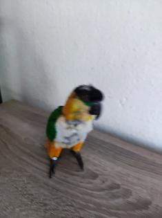 2 Grünzügelpapageien