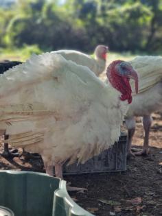 Truthähne Puten Turkey zu verkaufen