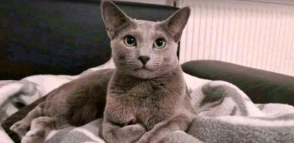 Russisch Blau Kitten