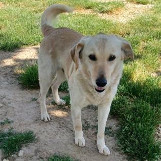 Kylo / Status sucht ein Zuhause