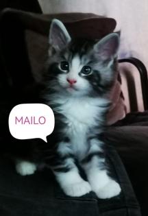 Main-Coon Kitten reinrassig