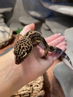 2 Leopardgecko Damen mit Terrarium