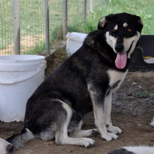 Maritsa sucht ein Zuhause