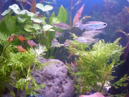 8 Afrikanische Salmler 15 Blutsalmler abzugeben