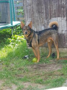 Shako ist ein lieber Kerl ein toller Familienhund