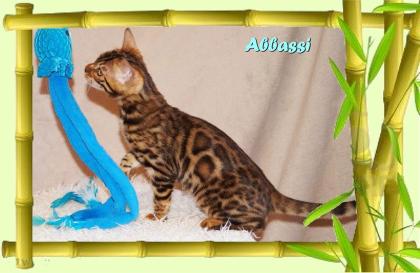 Bengal Kater sehr pfiffig keck und immer fröhlich sucht ein tolles Zuhause