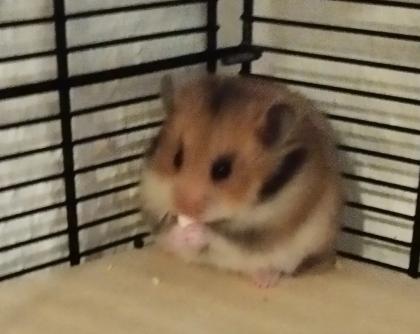 Reinrassig Teddyhamster Babys