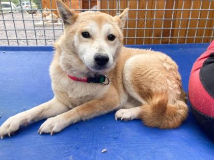 Sanyu - Shiba-Inu Mix - schüchtern lieb