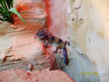 Schöne Leopardgeckos ENZ Juni 2022