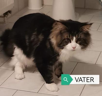 Main-Coon Kitten reinrassig