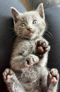 Babykatzen/Katzenbabys/Kitten